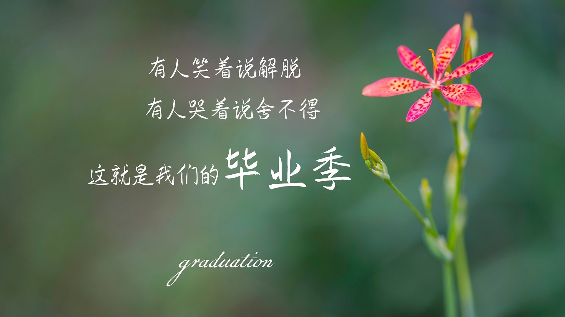 庆祝冠军产生，球迷狂欢现场，球队获得冠军的祝贺词