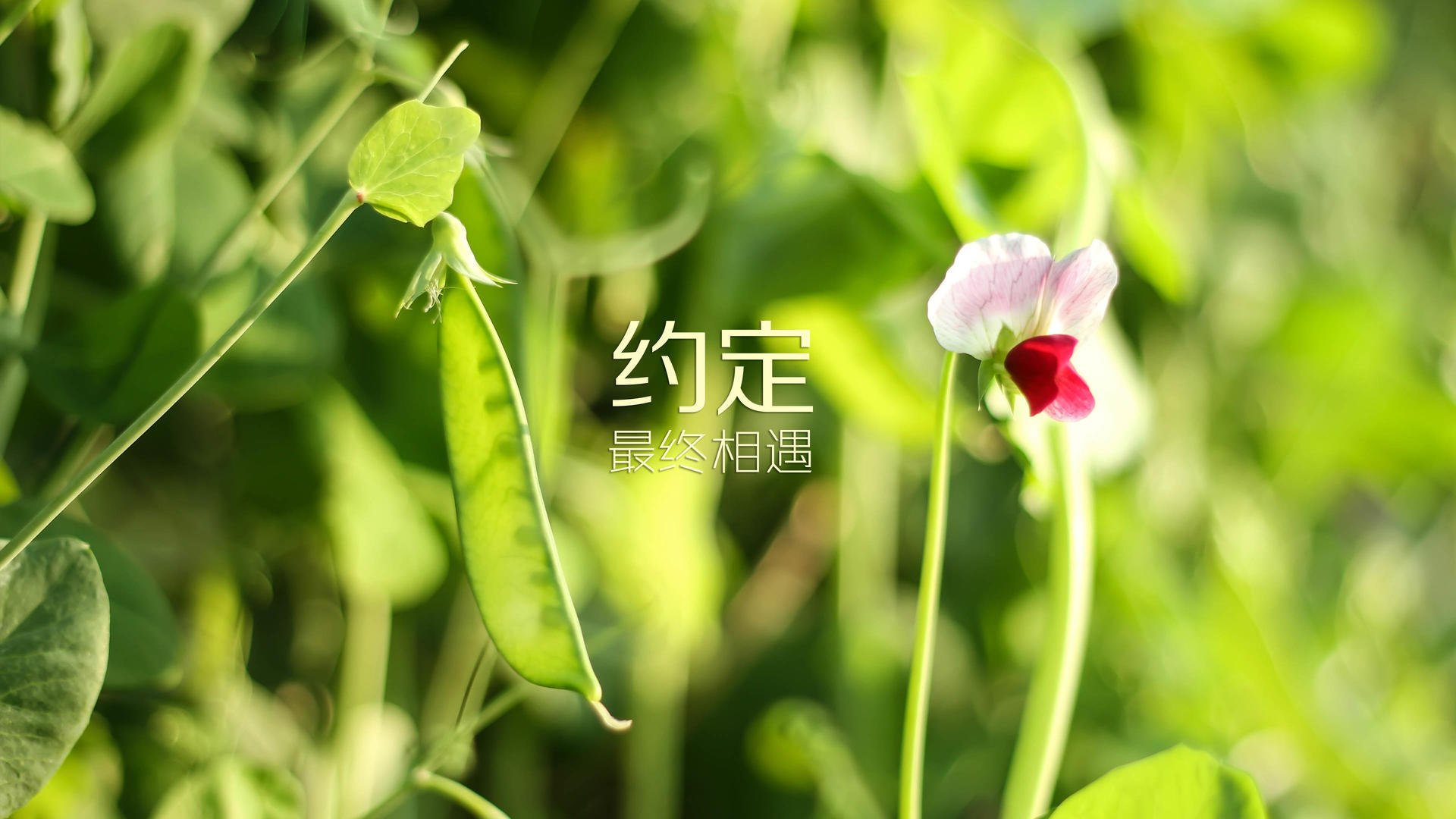 im体育官方登录网站入口-中国女排提前出线奥运会，中国女排将出征奥运
