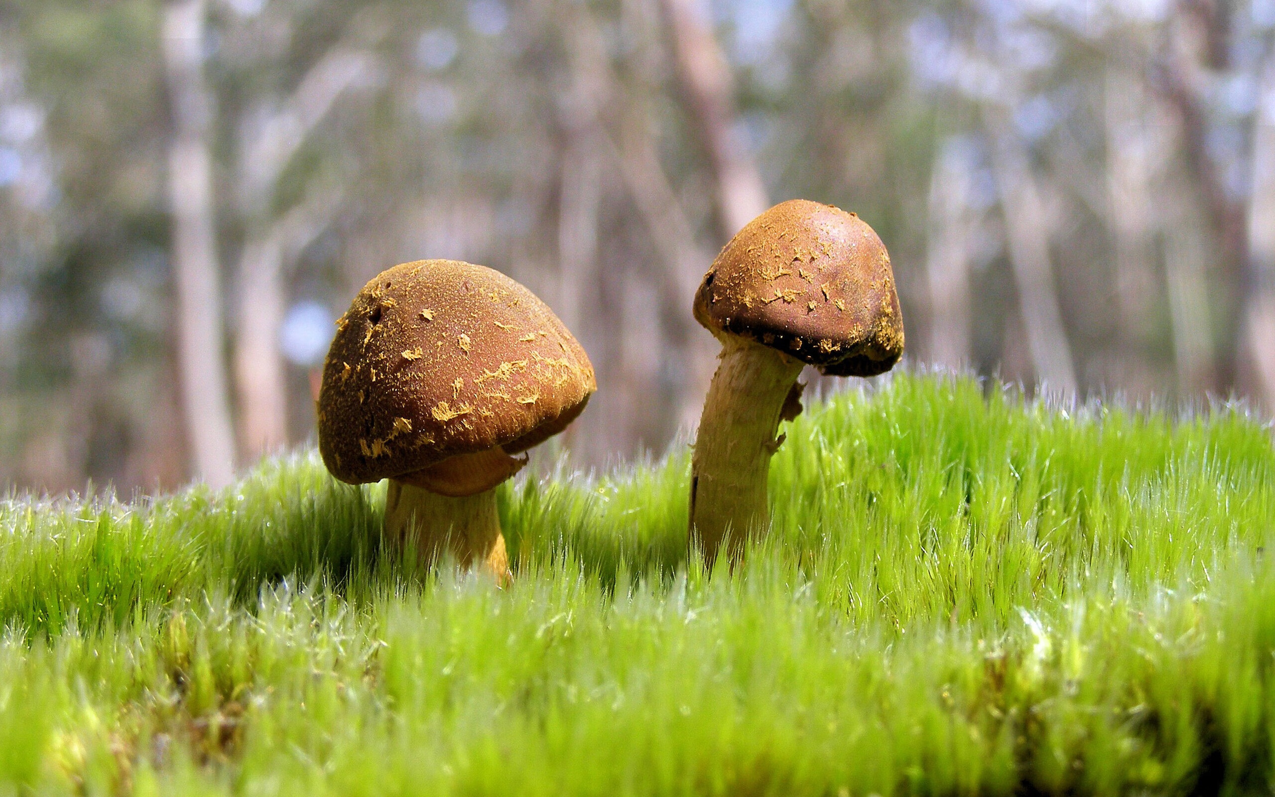 塞内加尔男篮在非洲锦标赛中奋战,争取佳绩创造历史,塞内加尔男篮名单