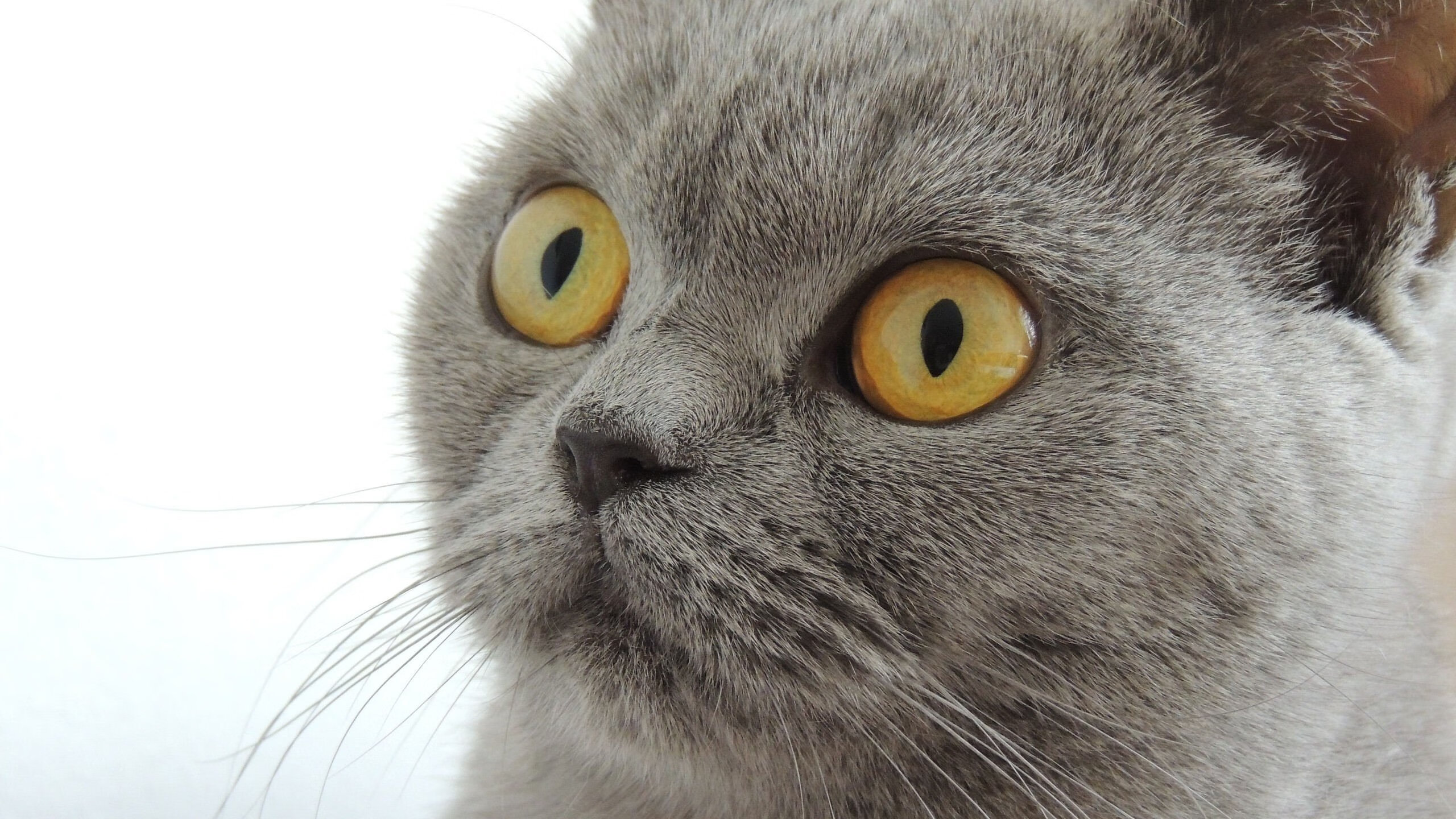 im体育在线登录入口地址-曼联球迷自制短片致敬传奇前锋，曼联的传奇前锋