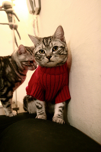 法国橄榄球赛事吸引大量投资，商业化逐步推进，法国橄榄球俱乐部