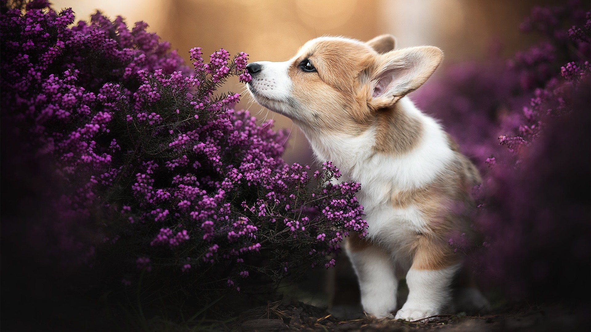 im电竞官网登录-澳大利亚橄榄球赛事的转播权价值激增，全球关注度不断上升，一场令人激动的澳式橄榄球比赛