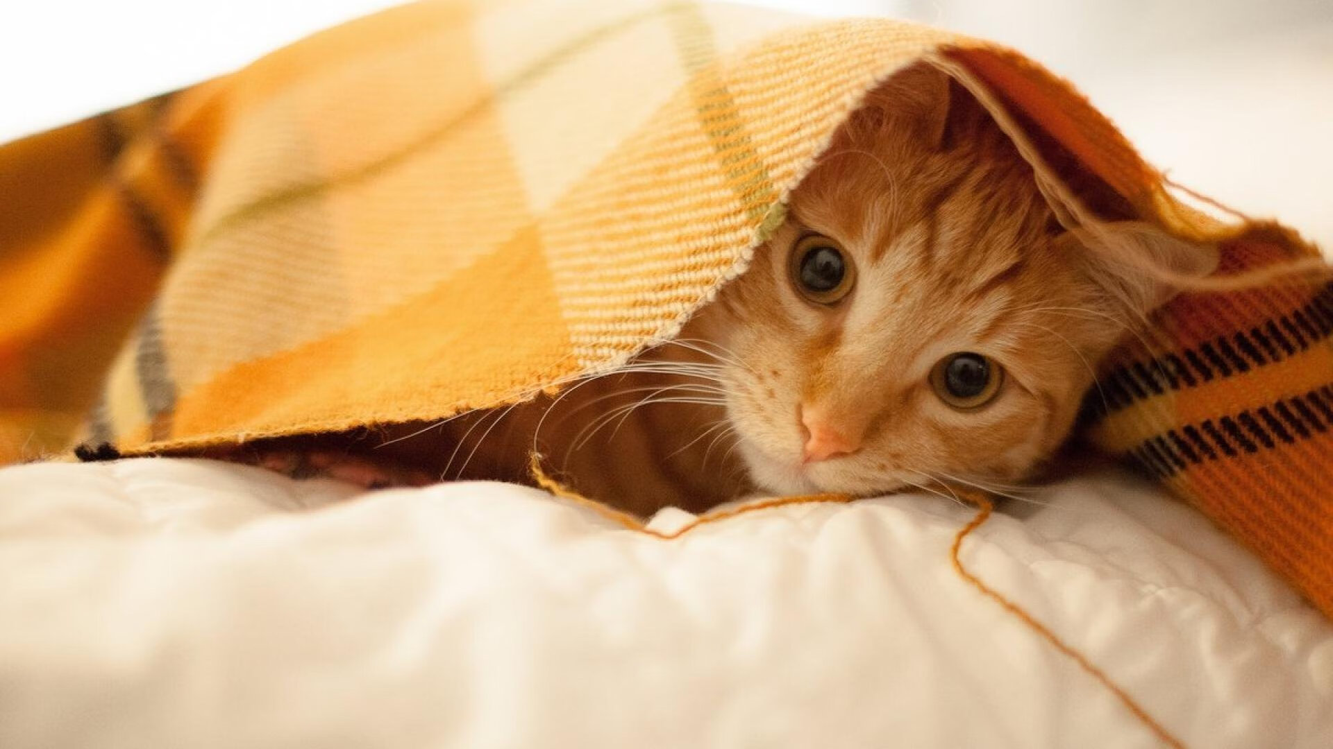 im体育官方登录-特色足球教育基地在偏远地区落地，普及青少年体育，全国青少年足球特色学校有哪些